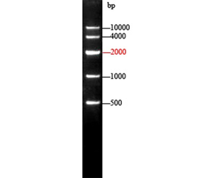 FastRun High Range DNA ladder, ready-to-use